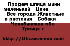 Продам шпица мини маленький › Цена ­ 15 000 - Все города Животные и растения » Собаки   . Челябинская обл.,Троицк г.